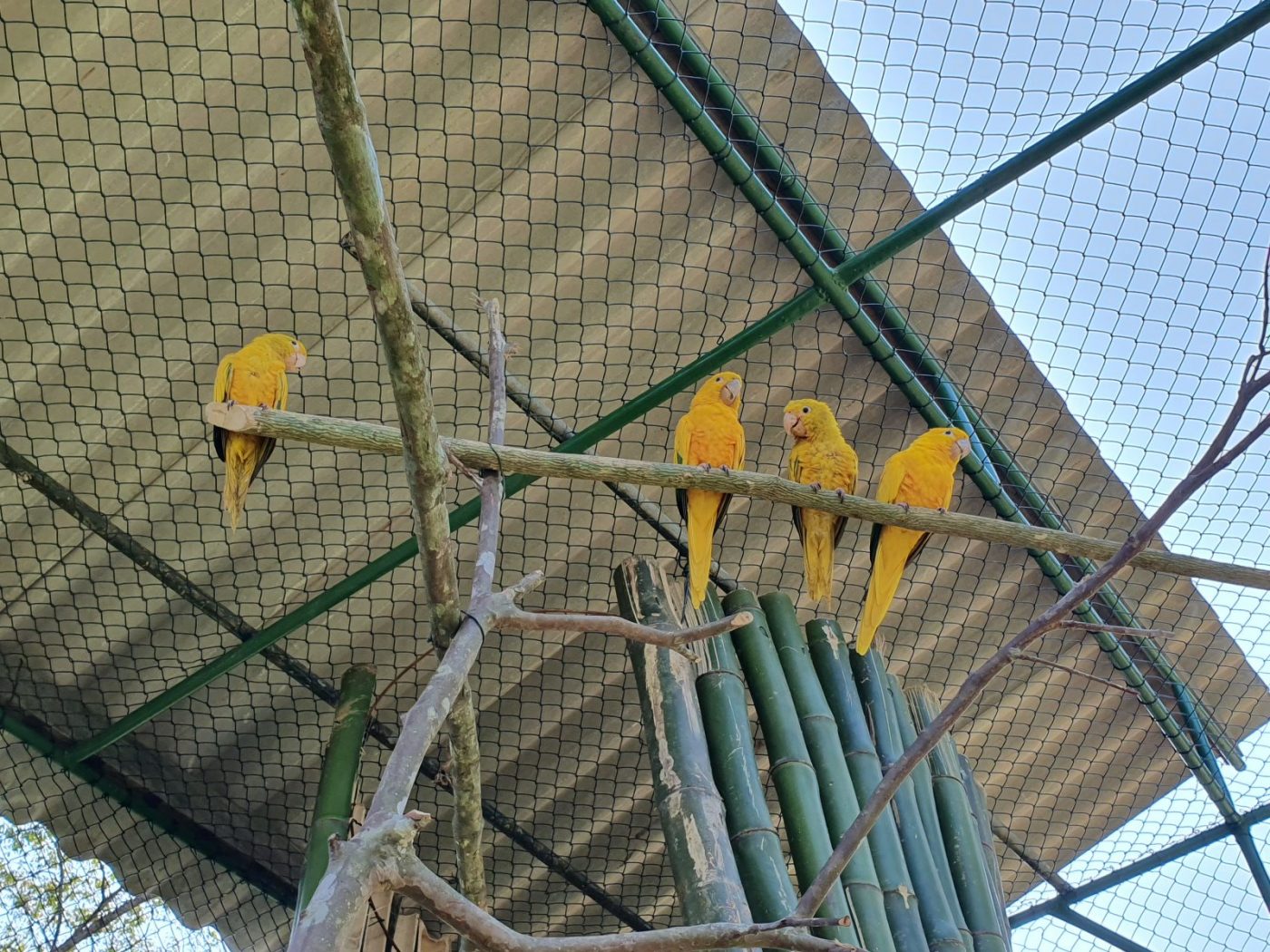 Novo recinto do Zoobotânico de Brusque vai abrigar família de Ararajuba