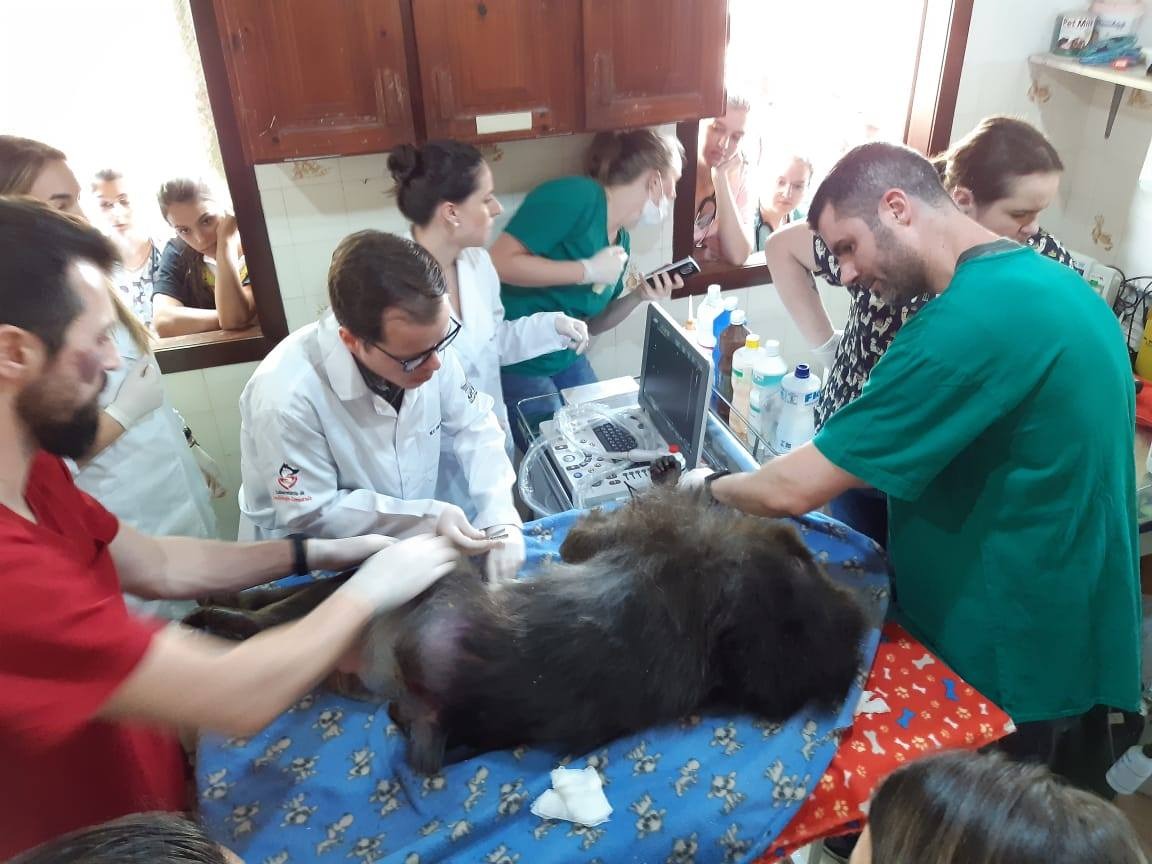 Zoo realiza check-ups nos animais