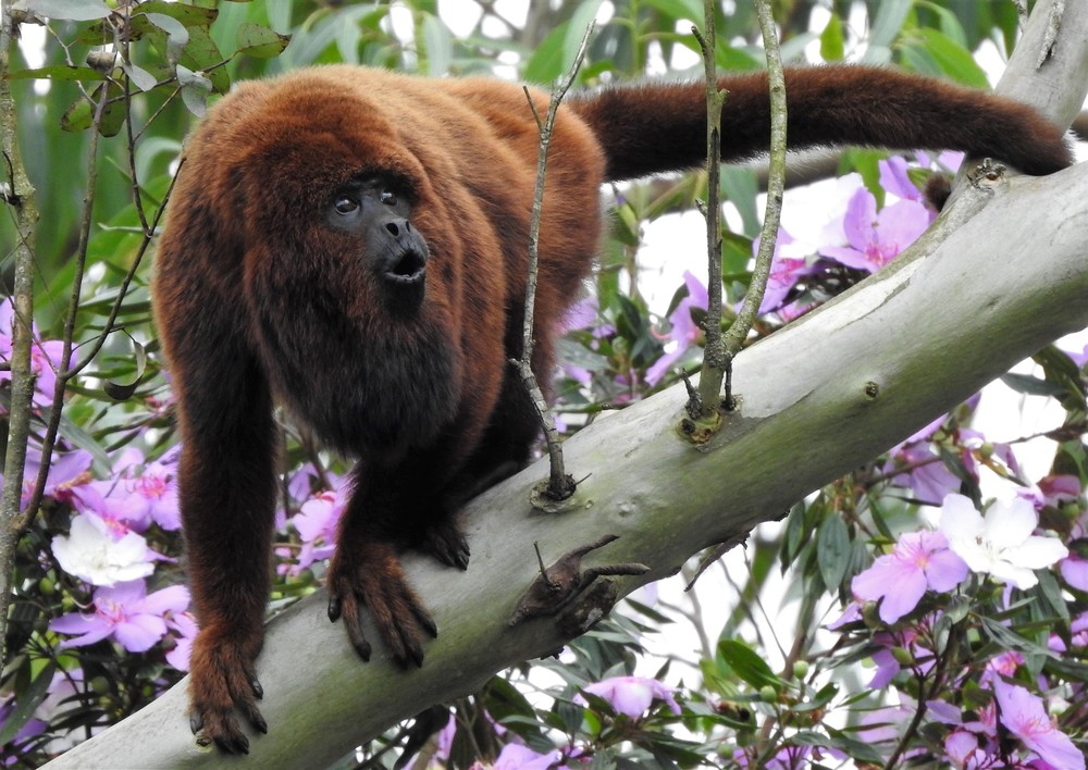 Macaco é encontrado morto no bairro Limeira Alta