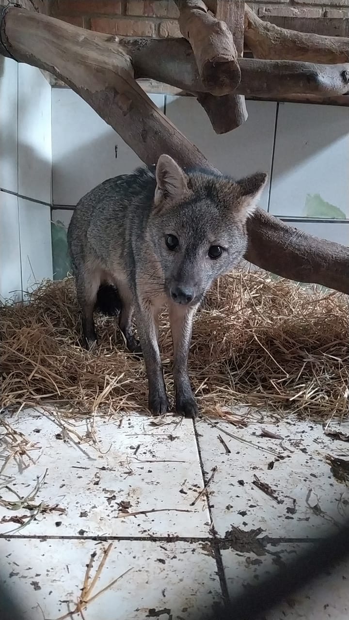 Cachorro do mato tratado no Parque Zoobotânico é reintegrado à natureza