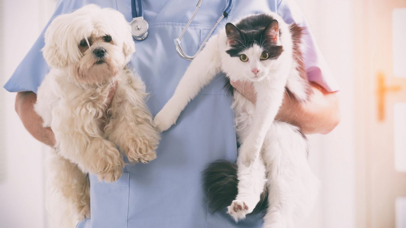 Edital para credenciamento de clínicas veterinárias para castrar animais está aberto