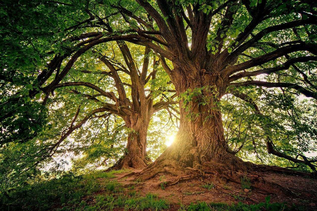 Samae divulga ações para o Dia Mundial da Árvore