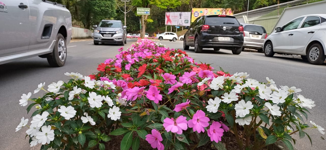 Canteiros ainda mais floridos anunciam a chegada da Primavera