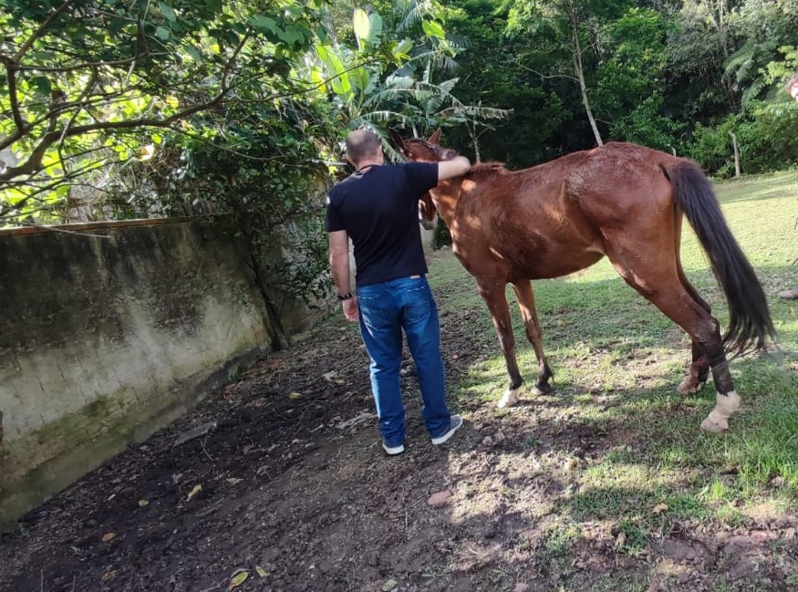 Vigilância em Saúde/Bem Estar Animal atende denúncia de maus tratos em animais