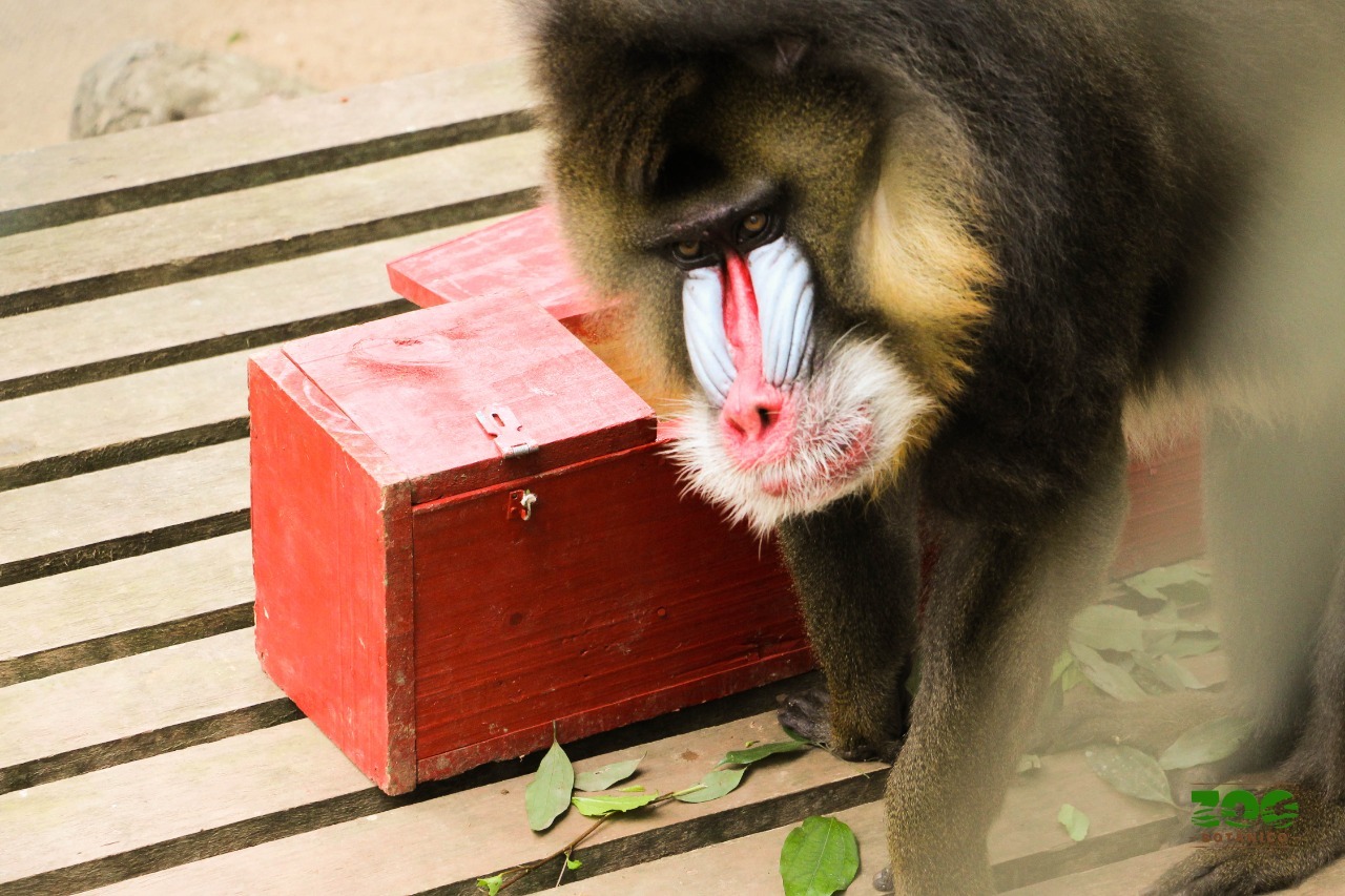 Morre Katuly, mandril que viveu mais de 20 anos no Zoológico de Brusque