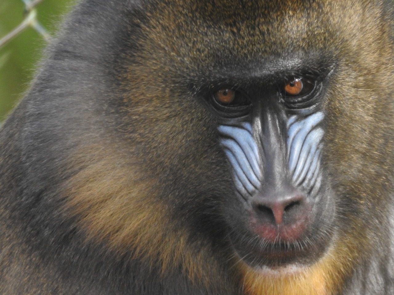 Mandril Catarina deixa Zoobotânico de Brusque