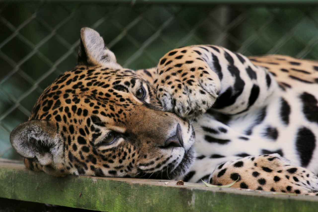 Onça-pintada do Zoobotânico passará por cirurgia nesta quarta-feira