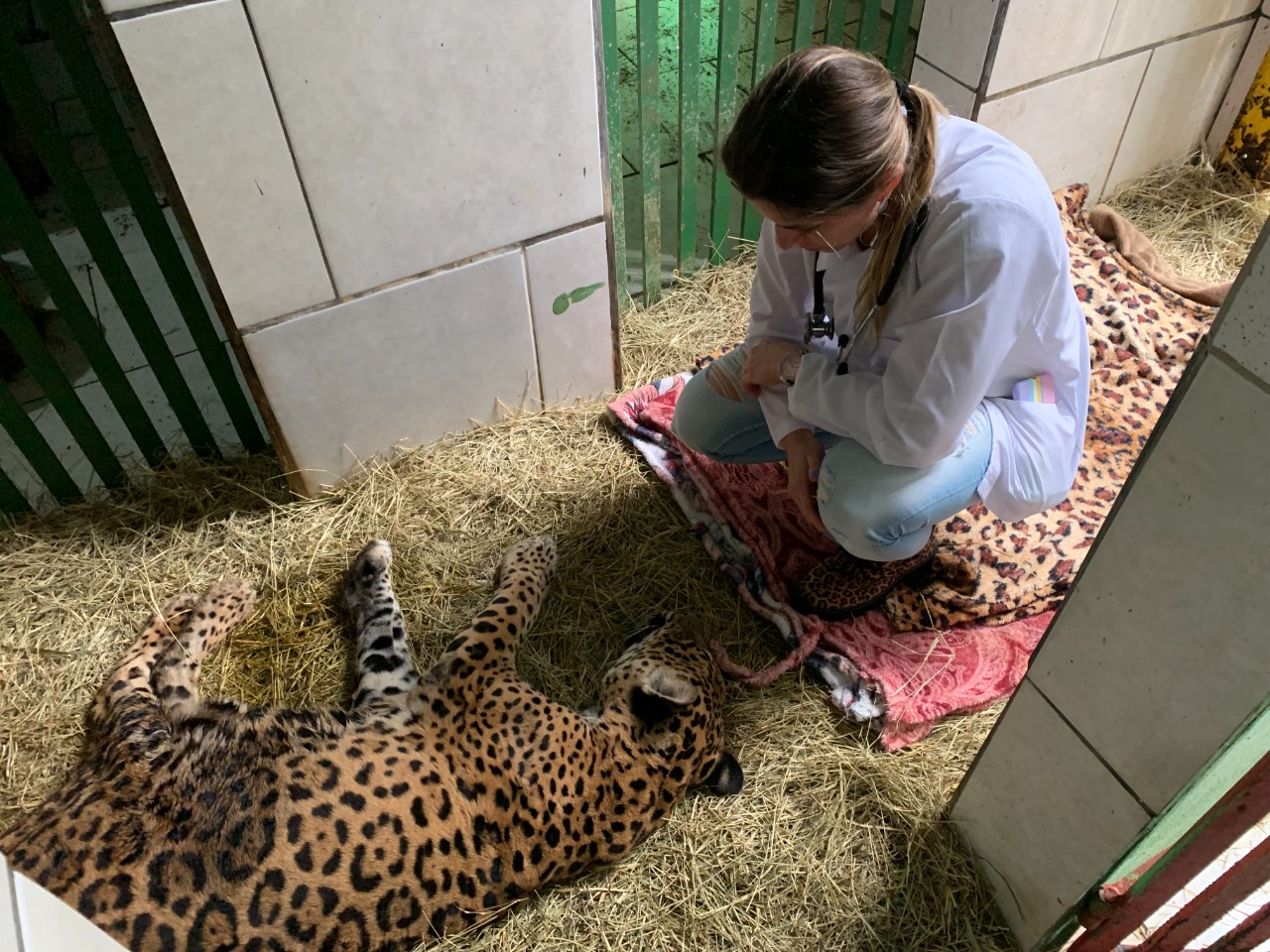 Após cirurgia, onça-pintada retorna ao Zoobotânico