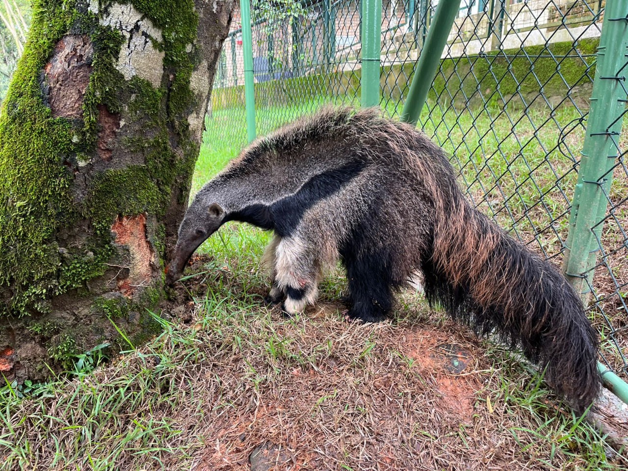 Duas novas espécies podem ser vistas no parque Zoobotânico