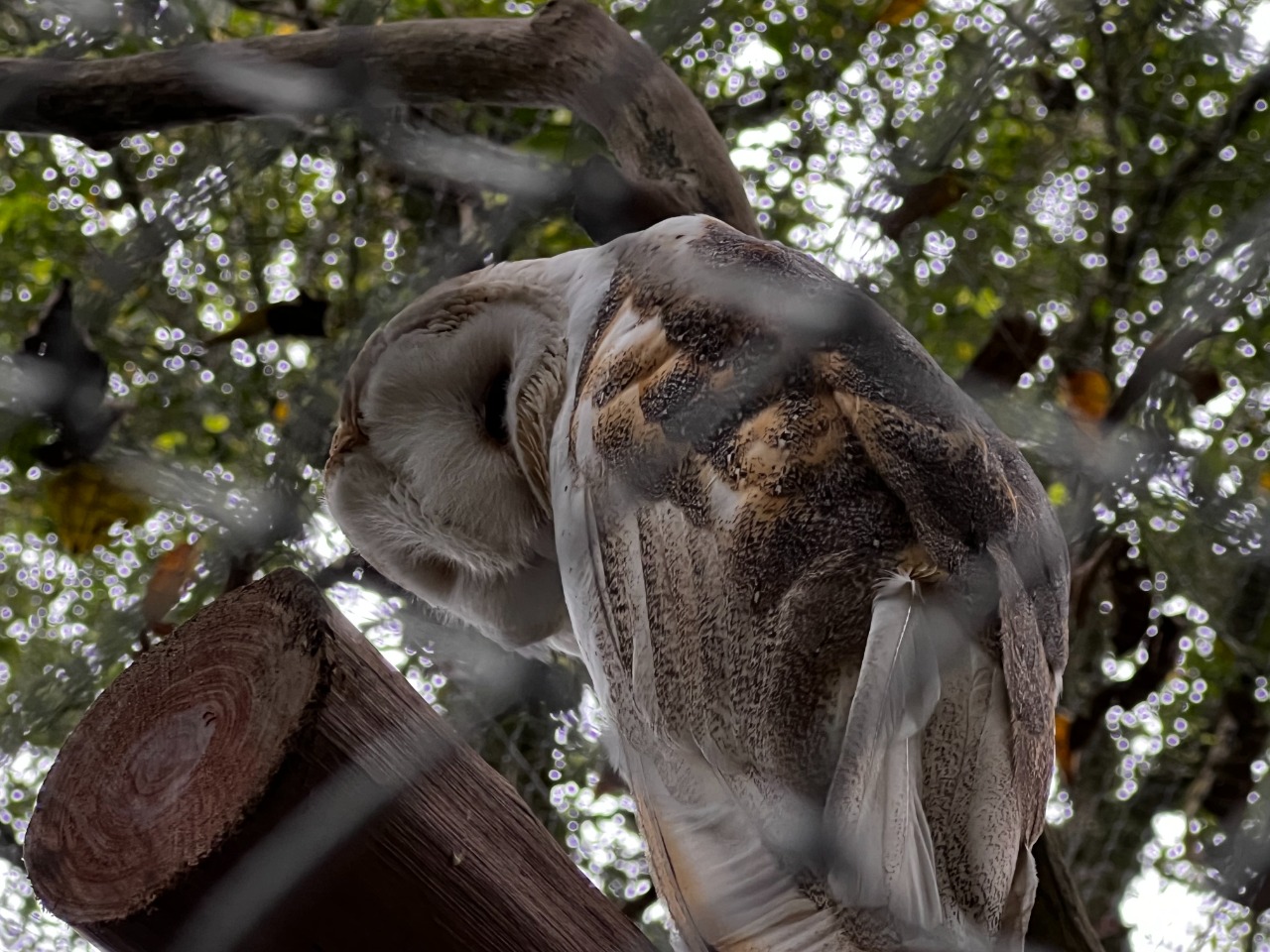 Zoobotânico de Brusque recebe novas espécies de animais