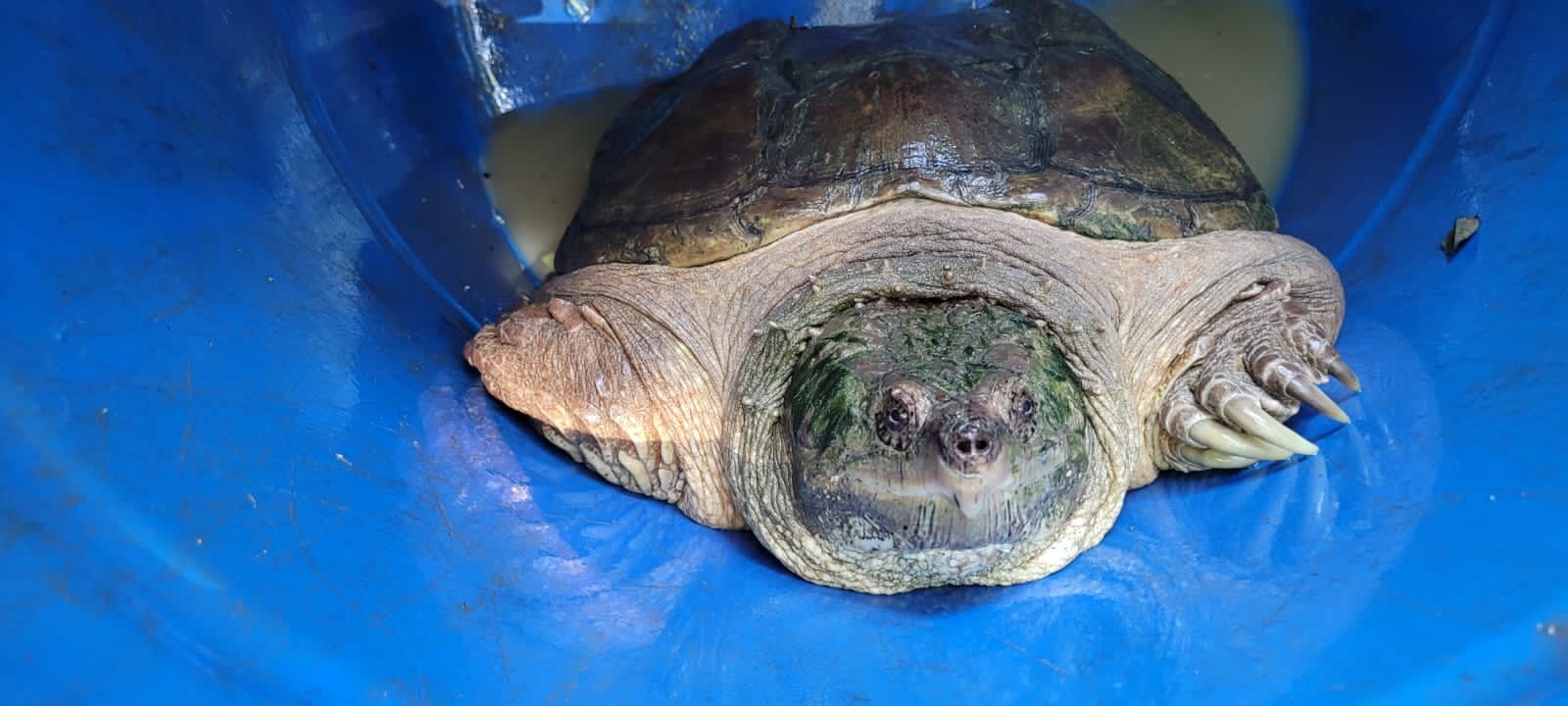 Zoobotânico de Brusque: Conheça espécies pré-históricas do parque