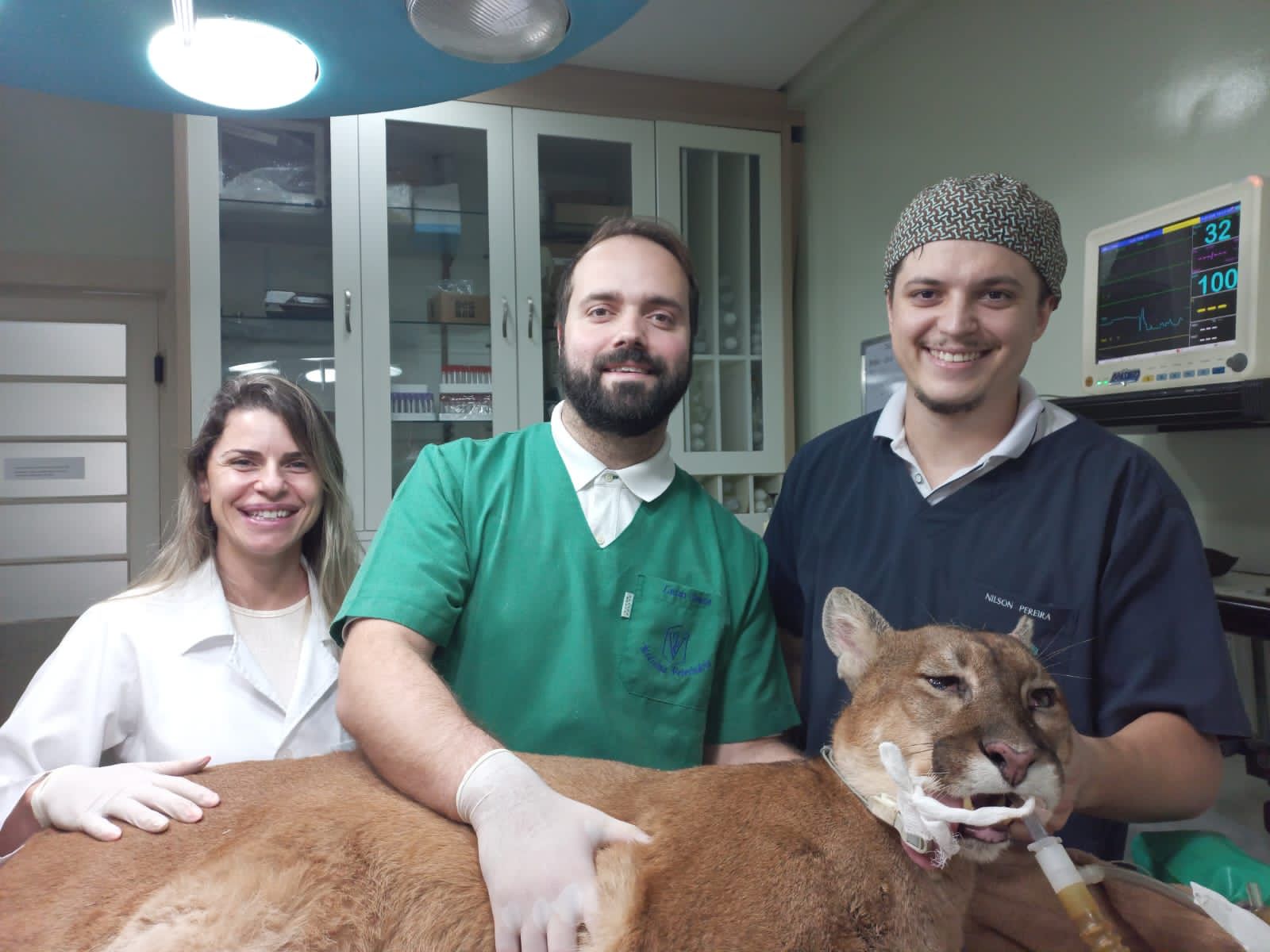 Ruti, puma do Parque Zoobotânico, passa por exames preventivos