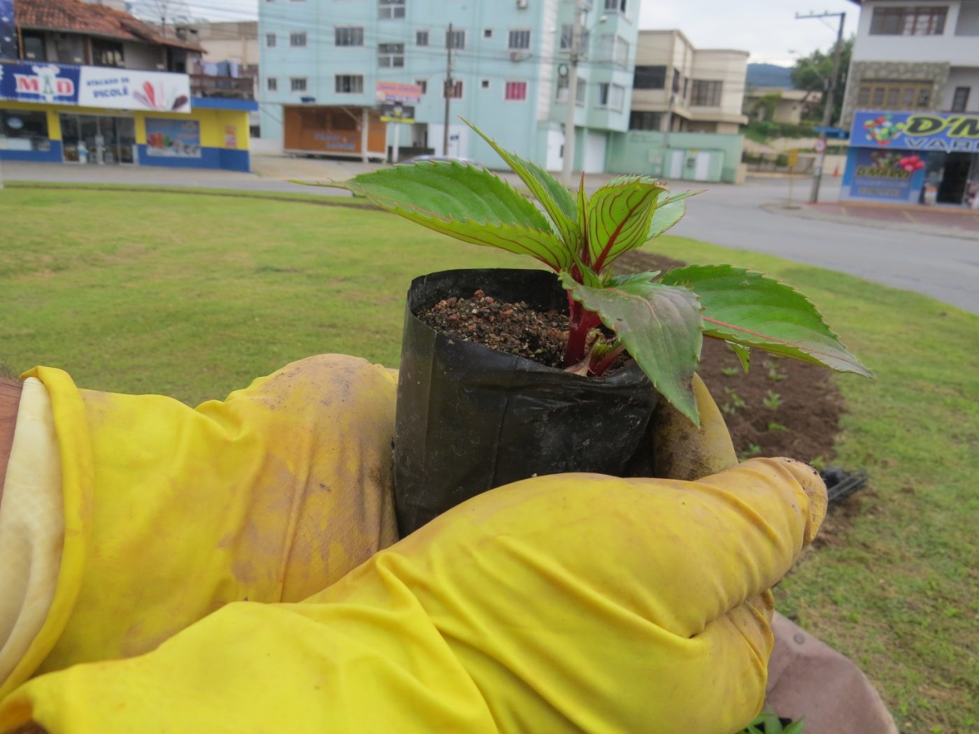 Secretaria de Obras intensifica plantio de flores na cidade