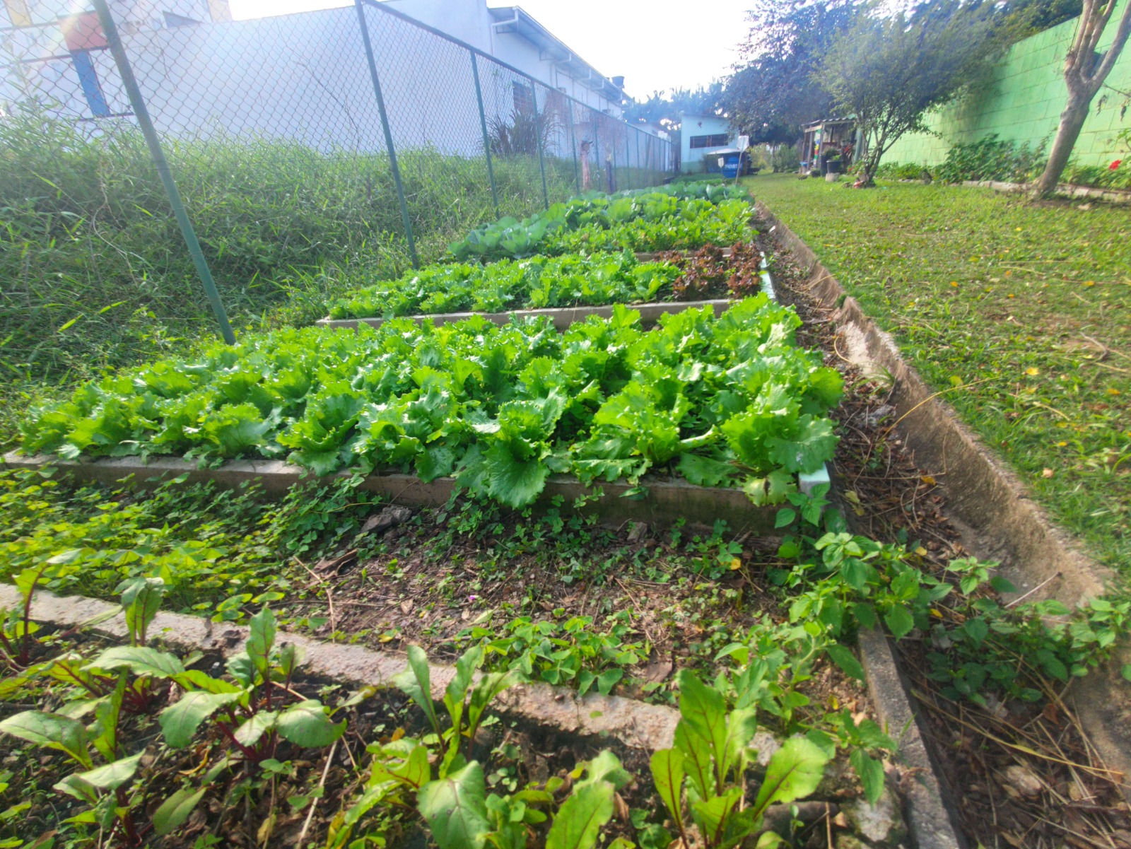 Nossa Escola Nosso Lar: projeto cultiva a conexão dos estudantes com a natureza e a sustentabilidade