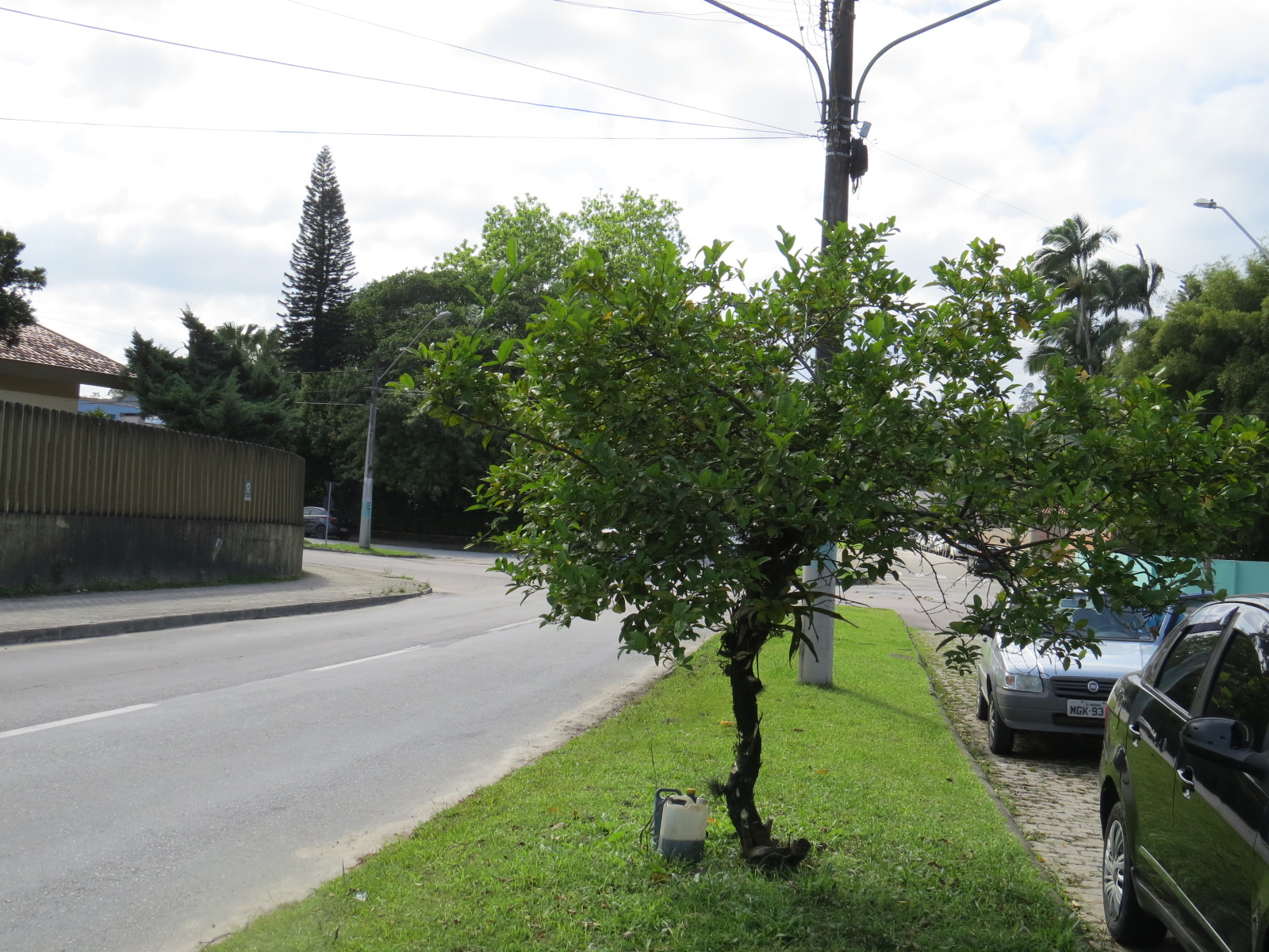 Prefeitura inicia projeto-piloto de arborização urbana