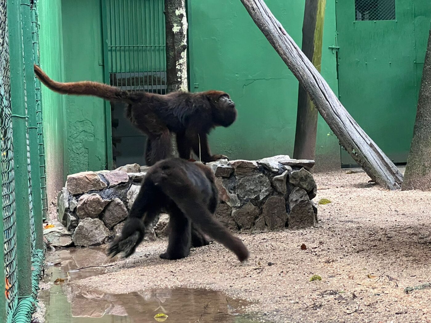 Parque Zoobotânico de Brusque recebe três Bugios-Ruivos