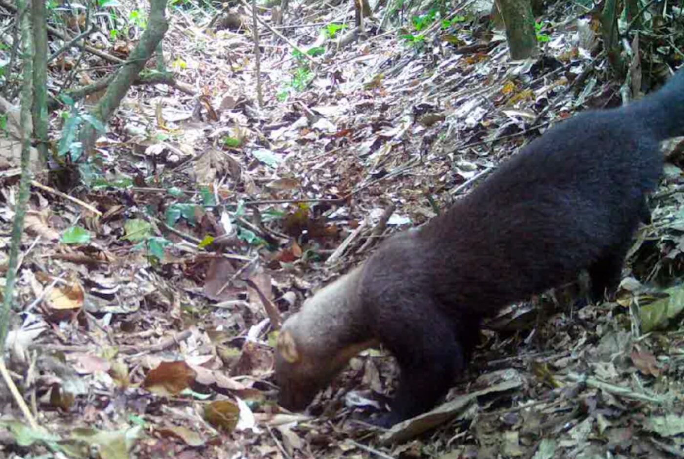 Parque Zoobotânico de Brusque: lar de diversos animais em vida livre