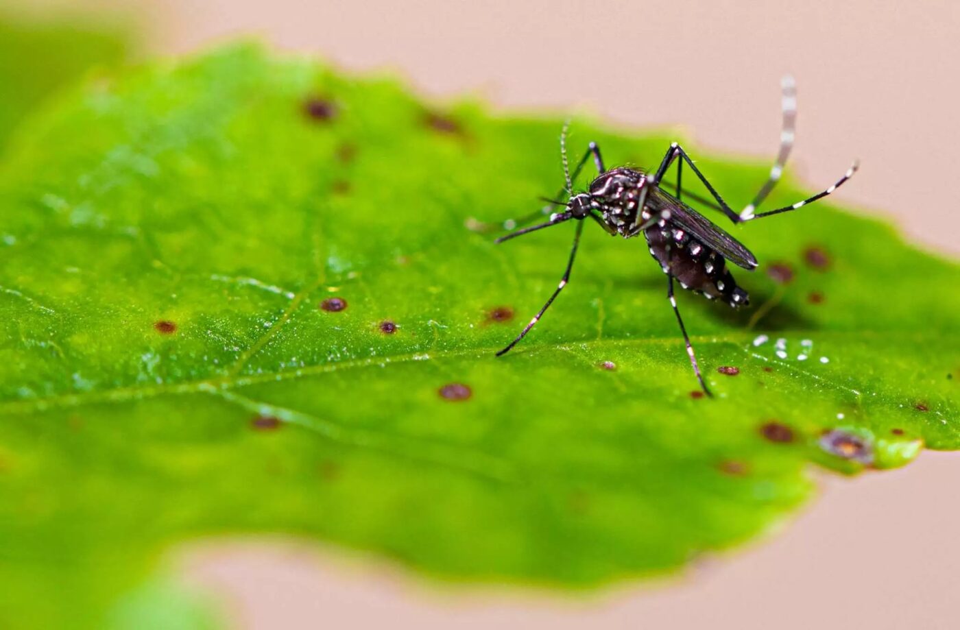 Brusque já registrou 14 casos de dengue em 2024