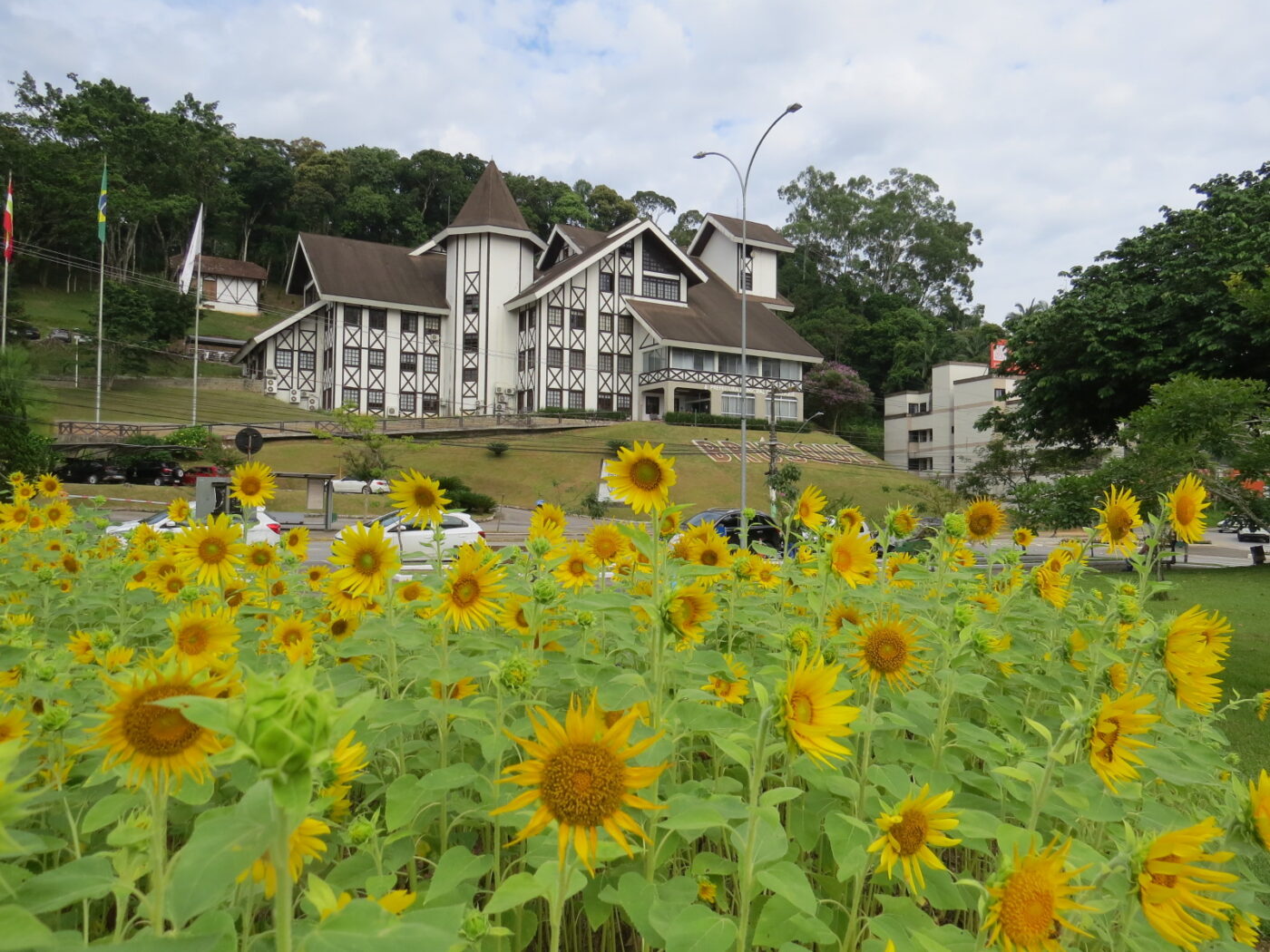 Flores começam a aparecer por toda Brusque