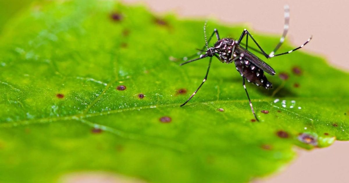 Brusque registra a primeira morte por Dengue em 2024