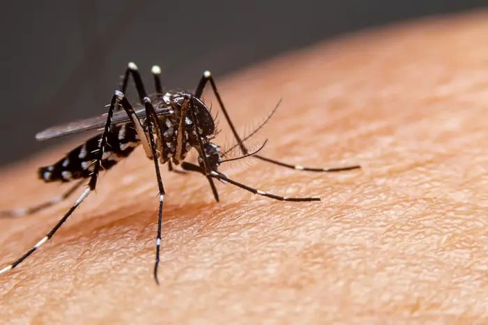 Brusque já registrou 271 casos de dengue em 2024