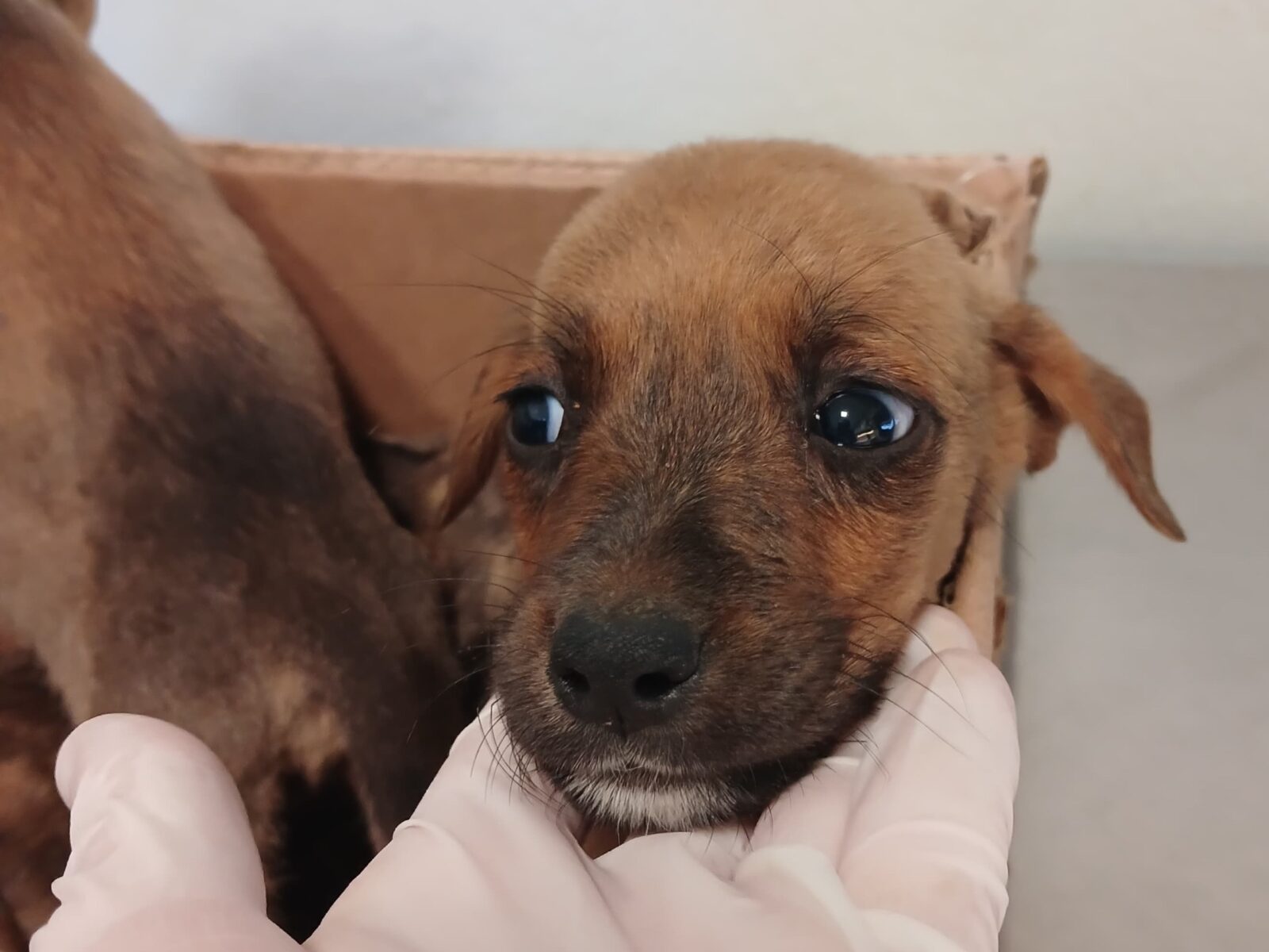 Bem Estar Animal da Prefeitura de Brusque faz o resgate de 10 cães abandonados